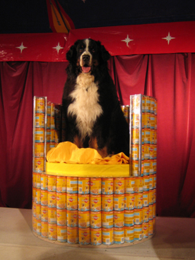 foto sitzdose mit berner sennenhund 